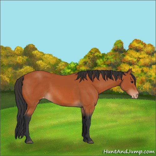 Horse Color:Bay Appaloosa 
