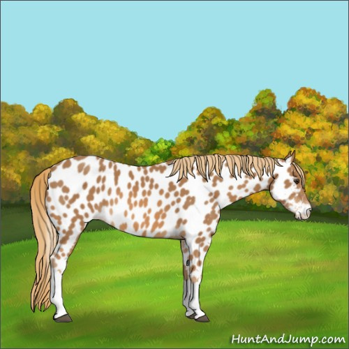 Horse Color:Chestnut Appaloosa 