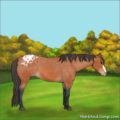 Horse Color:Bay Appaloosa 