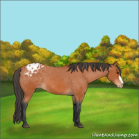 Horse Color:Bay Appaloosa 