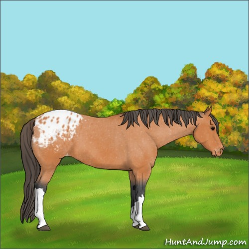Horse Color:Bay Appaloosa 