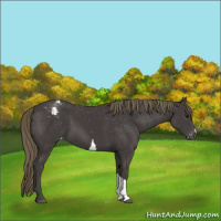 Horse Color:Smoky Black Appaloosa 