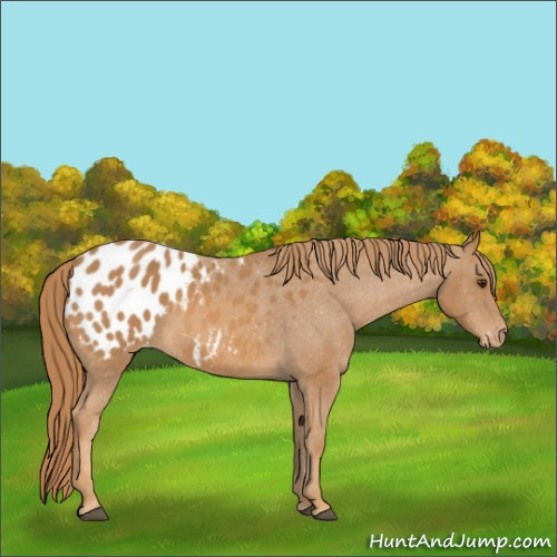 Horse Color:Chestnut Appaloosa 