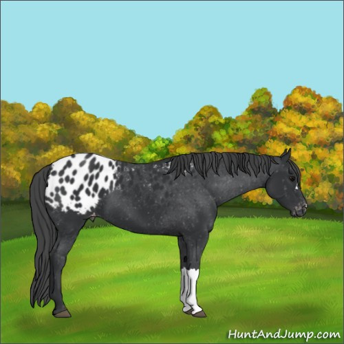 Horse Color:Black Appaloosa