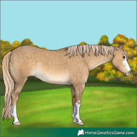 Horse Color:Chocolate Palomino Dun 