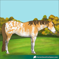 Horse Color:White Spotted Buckskin Appaloosa