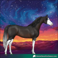 Horse Color:Brown Splash Rabicano 