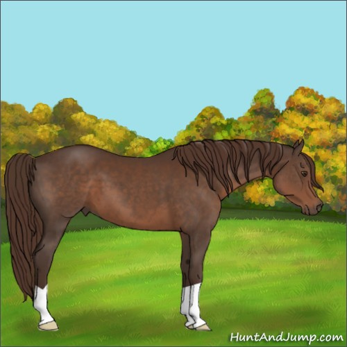 Horse Color:Liver Chestnut 