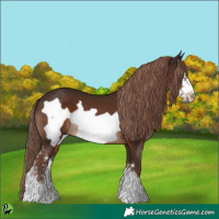 Horse Color:Liver Chestnut Sabino Frame 