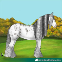 Horse Color:Grullo Sabino Splash Appaloosa 