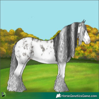 Horse Color:Grullo Sabino Splash Appaloosa 