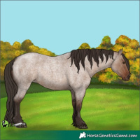 Horse Color:Liver Red Dun Roan 