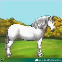 Horse Color:Liver Red Dun Sabino Splash Tobiano Frame Appaloosa 