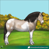 Horse Color:Liver Red Dun Tobiano Frame 