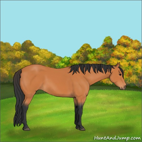 Horse Color:Bay 