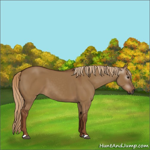Horse Color:Gray Red Dun 