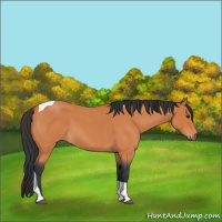 Horse Color:Bay Roan Tobiano 