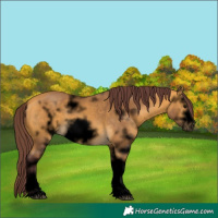 Horse Color:Void Chocolate Buckskin Sabino Frame 