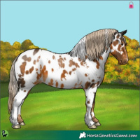 Horse Color:White Spotted Chocolate Palomino Near Leopard 