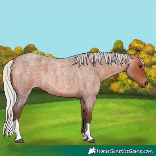Horse Color:Silver Bay Roan Tobiano 