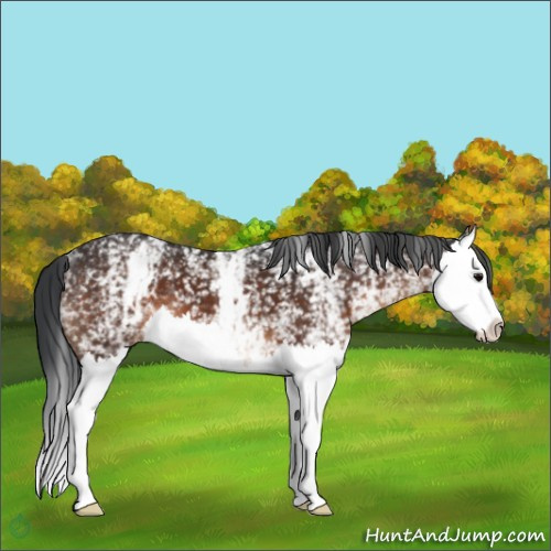 Horse Color:White Spotted Brown Splash 