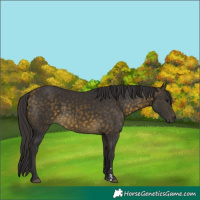 Horse Color:Buckskin 