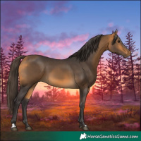 Horse Color:Buckskin 