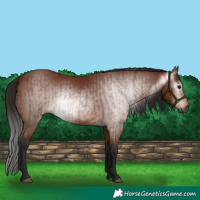 Horse Color:Gray Bay  and Gray Bay 