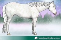 Horse Color:Cremello Appaloosa