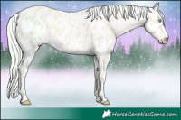 Horse Color:Cremello Near Leopard