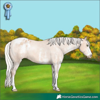 Horse Color:White Spotted Silver Sable Champagne Appaloosa