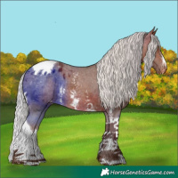 Horse Color:Silver Bay Sabino Tobiano Appaloosa Rabicano