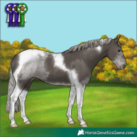 Horse Color:Silver Black Tobiano 