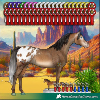 Horse Color:Gray Amber Champagne Appaloosa Rabicano 