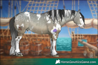 Horse Color:White Spotted Bay Dun Splash Rabicano 