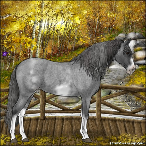 Horse Color:White Spotted Blue Roan Splash Frame Appaloosa 