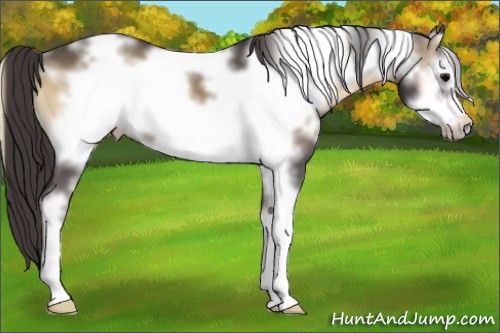 Horse Color:White Spotted Smoky Blue Onyx Sabino Frame 