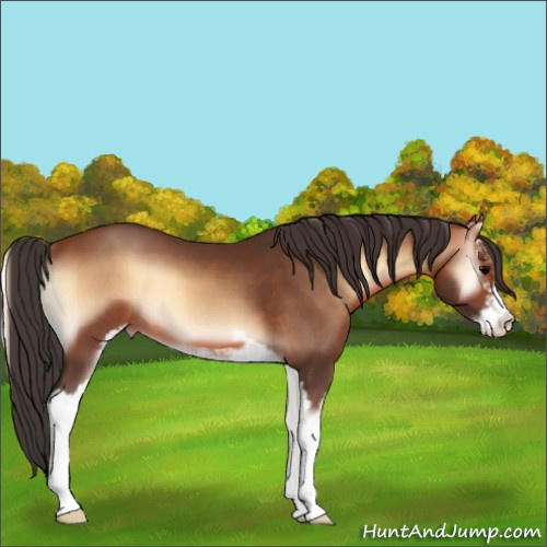 Horse Color:Bay Onyx Sabino 