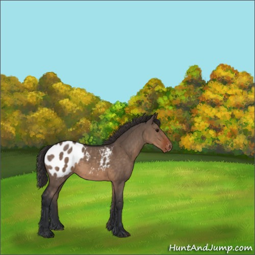 Horse Color:Brown Dun Appaloosa 