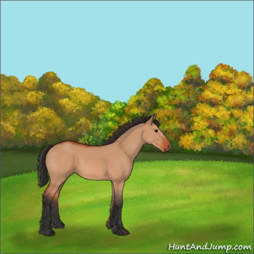 Horse Color:Bay Dun 