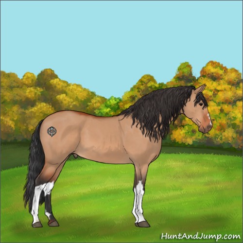 Horse Color:Bay Dun 