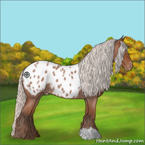 Horse Color:Silver Bay Roan Appaloosa 
