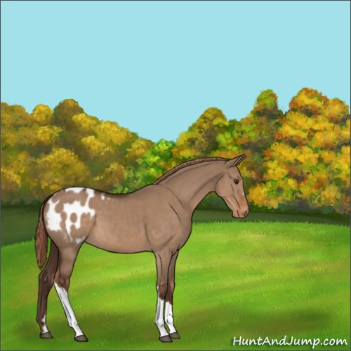 Horse Color:Liver Red Dun Appaloosa 