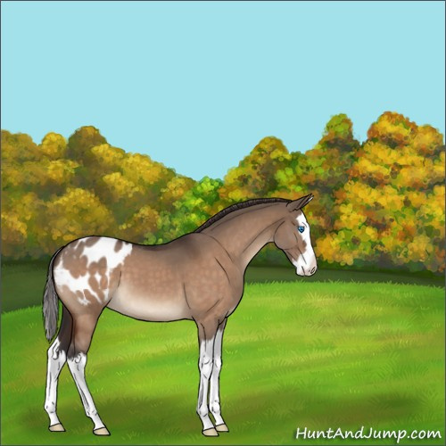 Horse Color:Brown Roan Dun Splash Appaloosa 