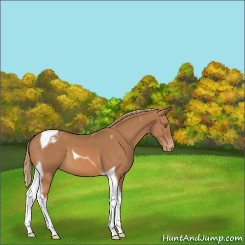 Horse Color:Chestnut Tobiano Appaloosa 