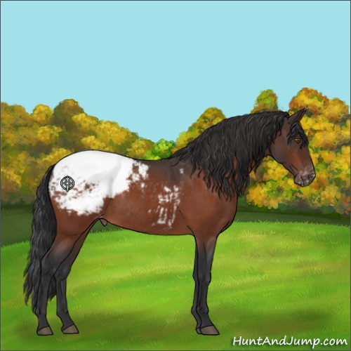 Horse Color:Brown Roan Appaloosa Rabicano 
