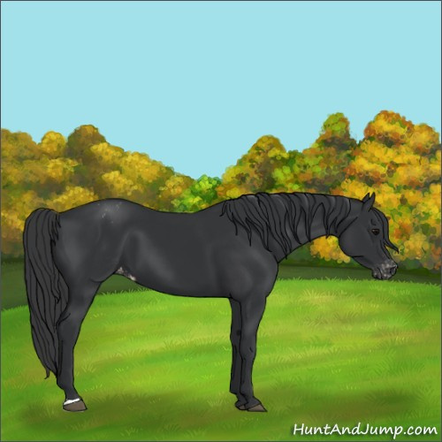 Horse Color:Black Appaloosa