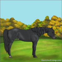 Horse Color:Black Appaloosa 