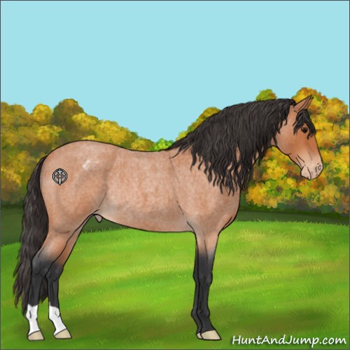 Horse Color:Bay Roan Appaloosa Rabicano 
