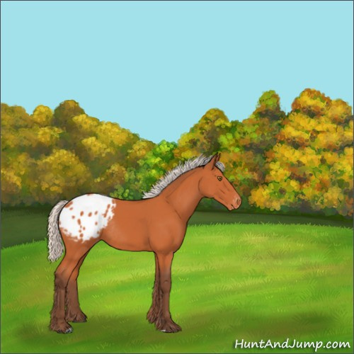 Horse Color:Silver Bay Appaloosa Rabicano 